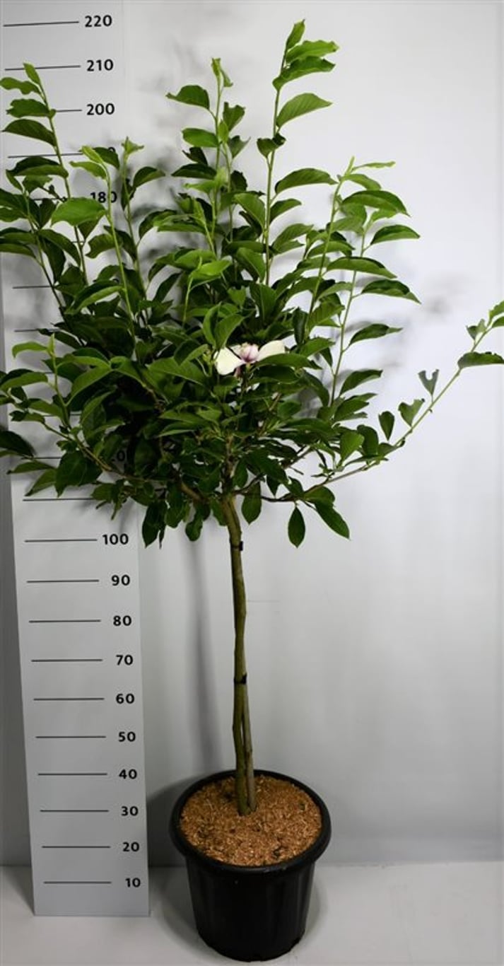 Magnolia soulangeana - 80 CM Stem C25
